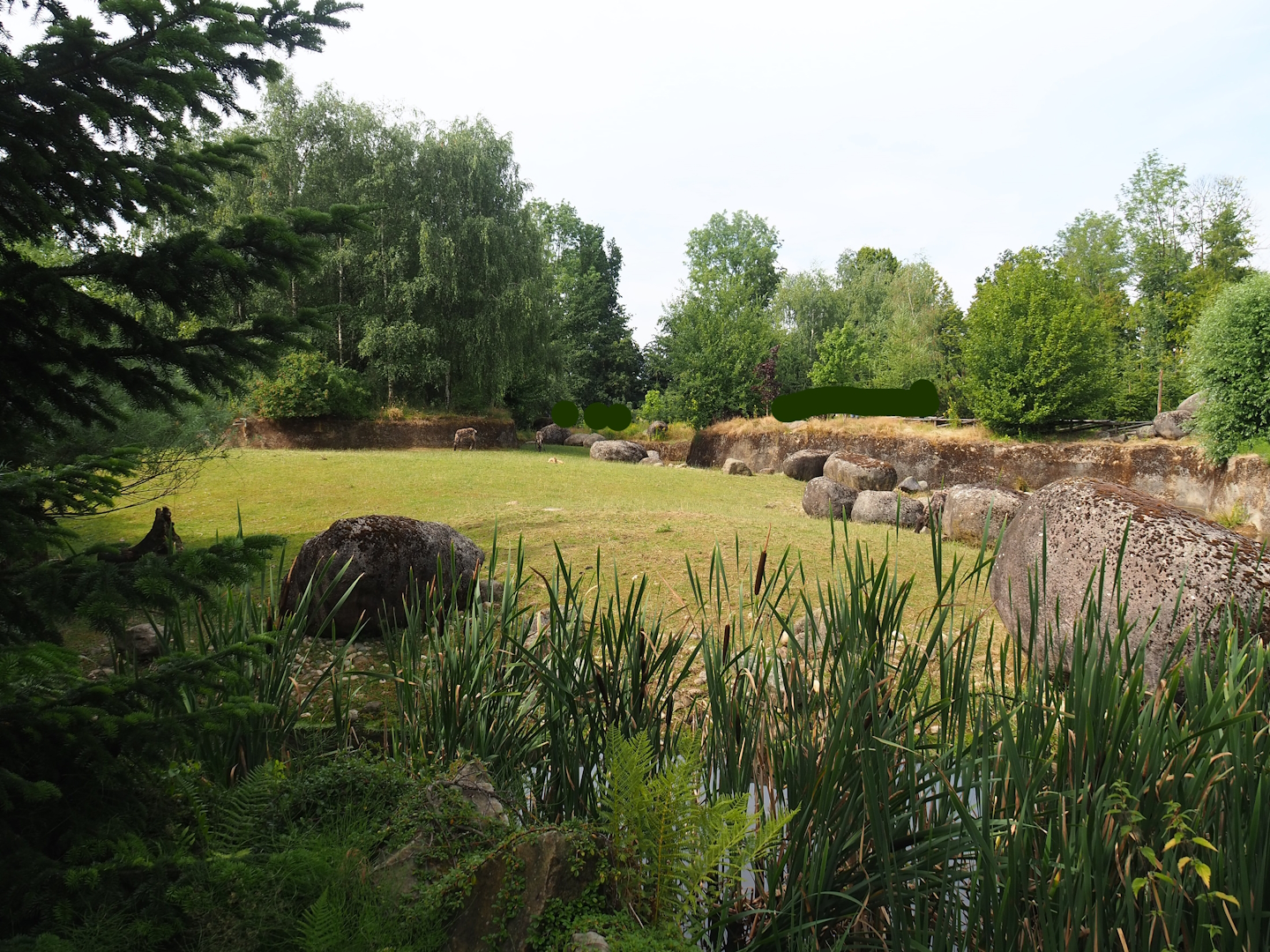 Wolverine-side part of the Eurasian forest reindeer exhibit (Former musk ox exhibit), 2023-07-18