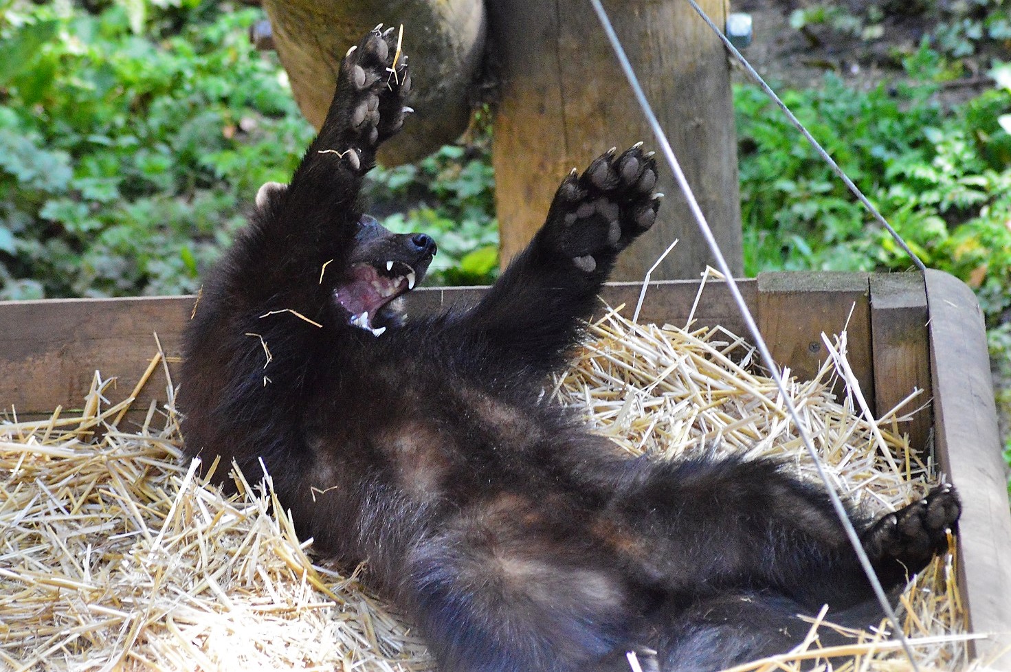 Wolverine stretching