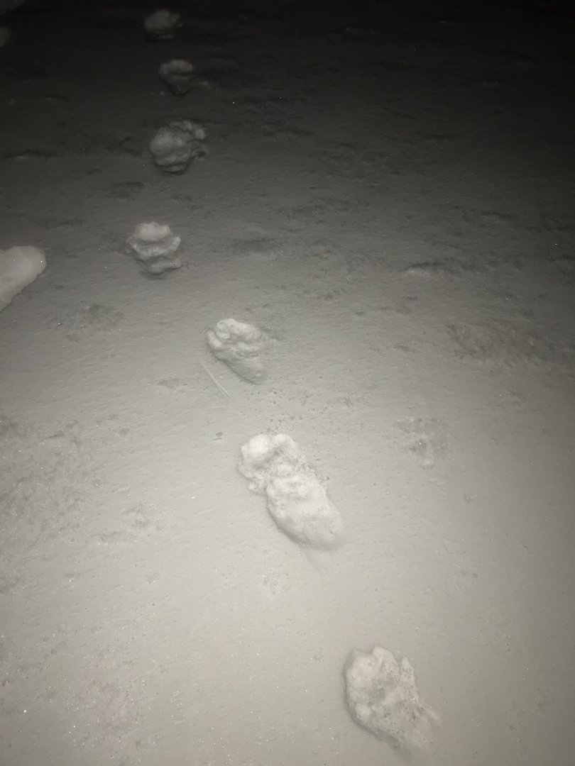 Wolverine trail.  Alaska.