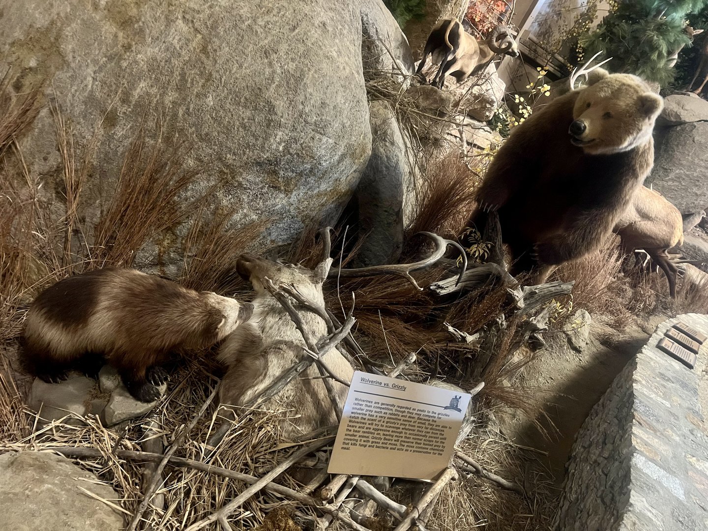 Wolverine vs Brown Bear