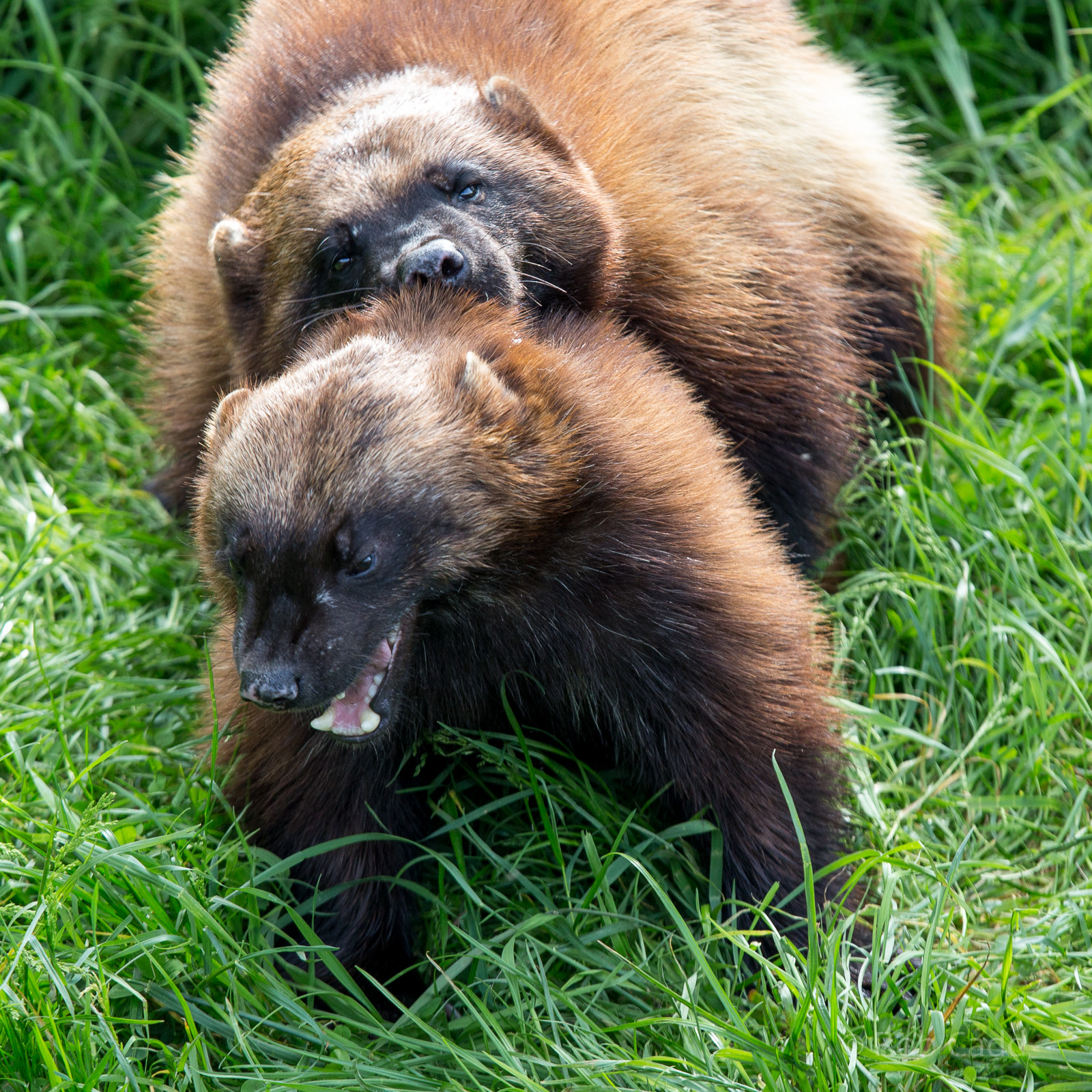 Wolverine : Whipsnade : 01 Jun 2014