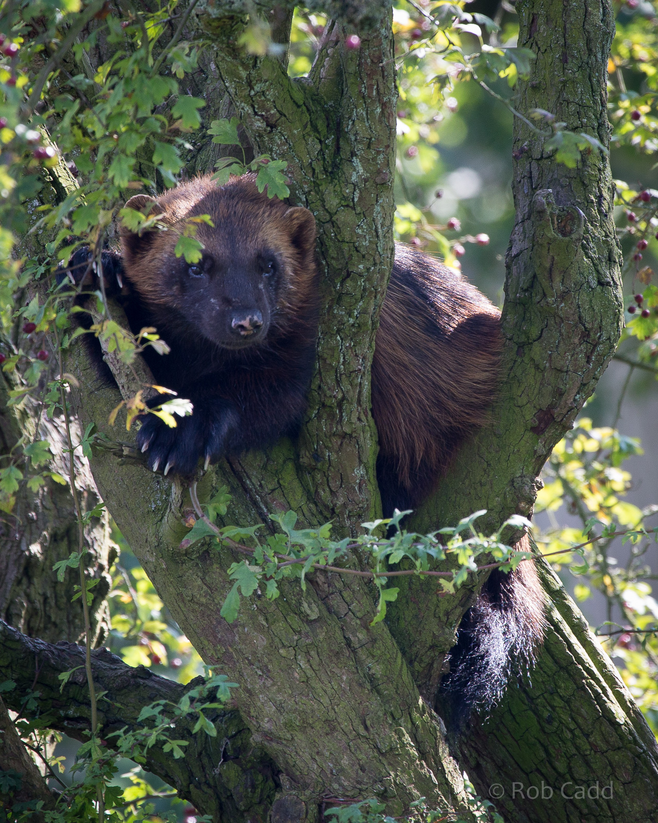 Wolverine : Whipsnade : 07 Sep 2014