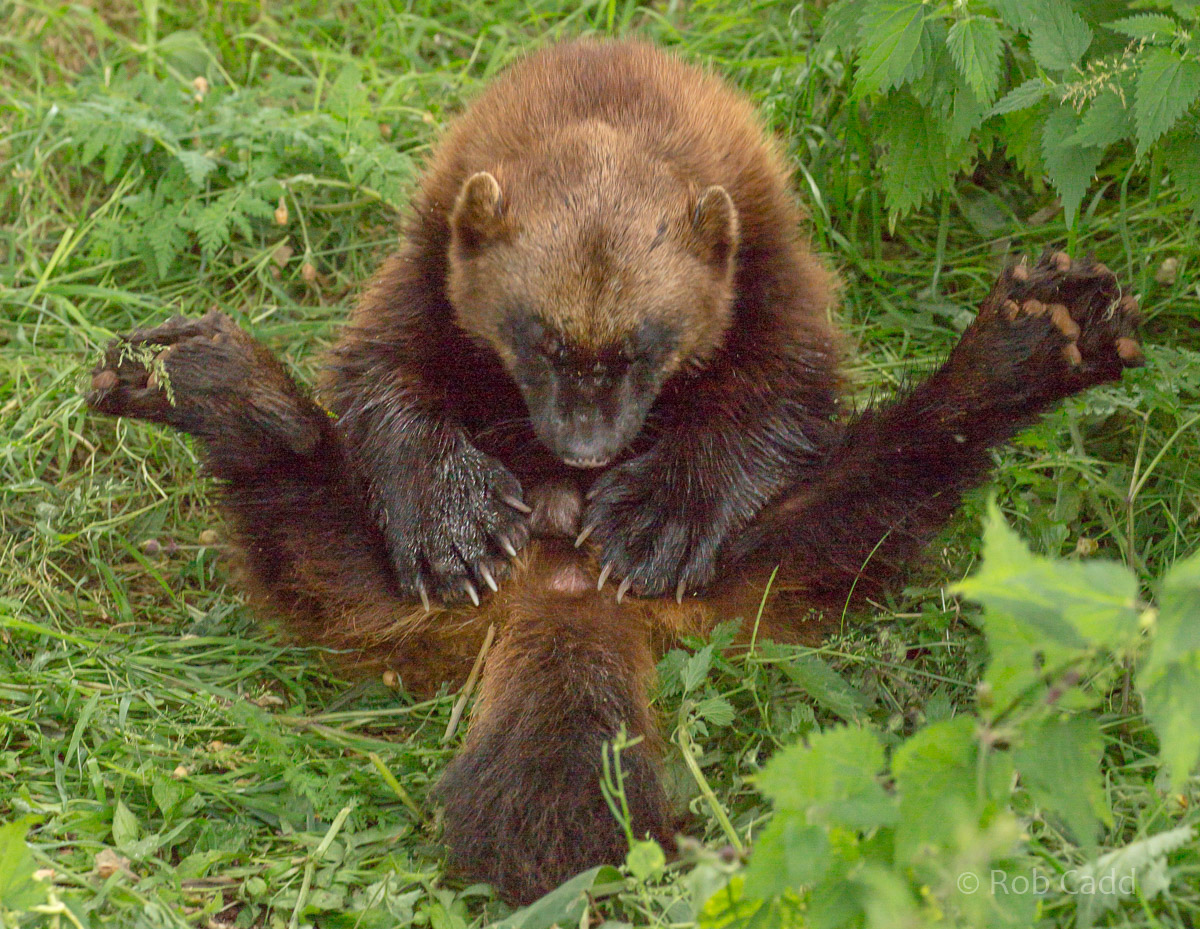 Wolverine : Whipsnade : 11 Jul 2016