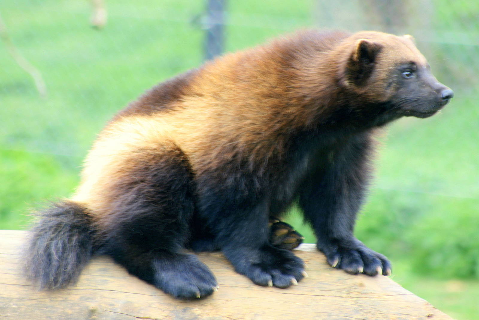 Wolverine; Whipsnade; 12th April 2011