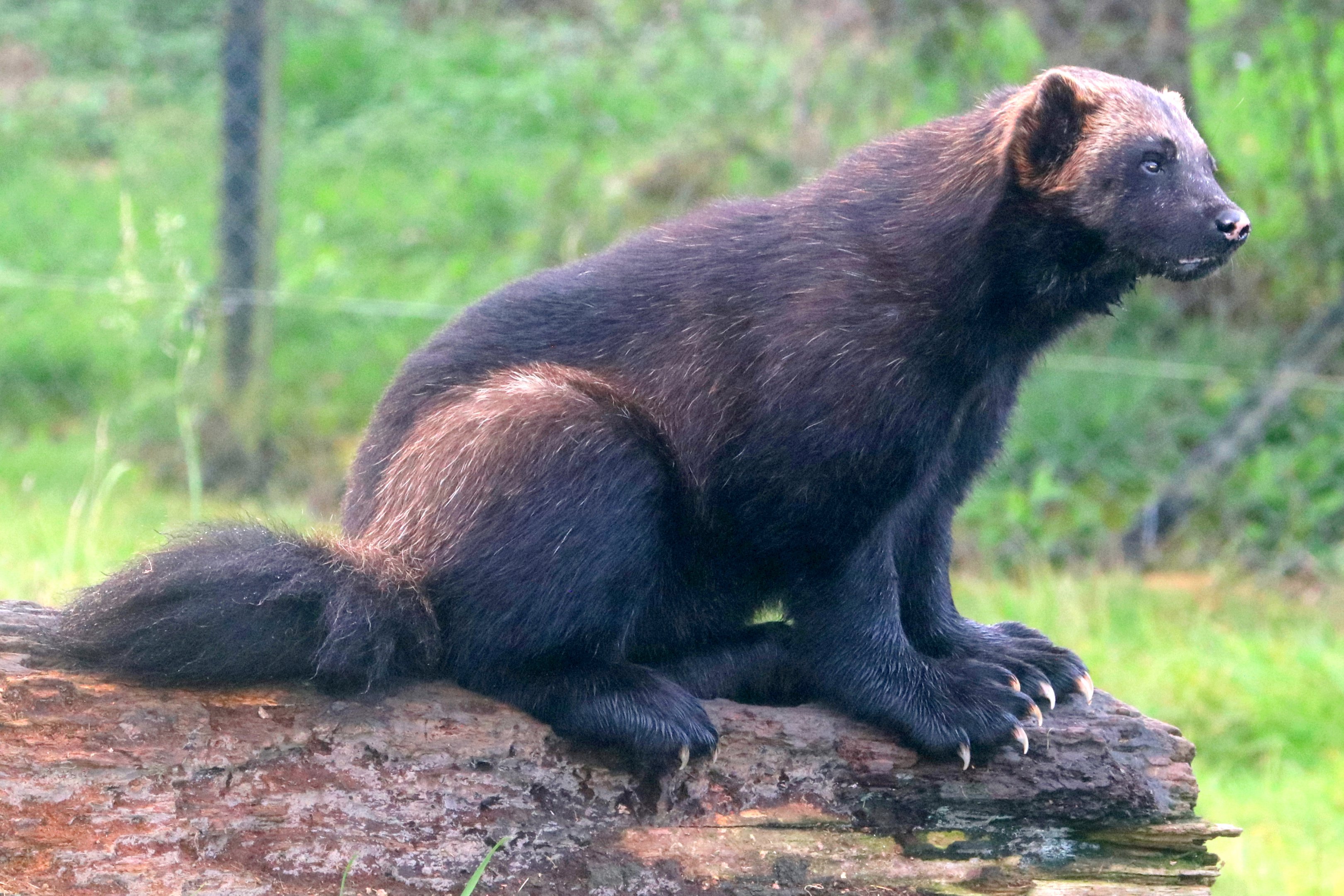 Wolverine; Whipsnade; 16th October 2021