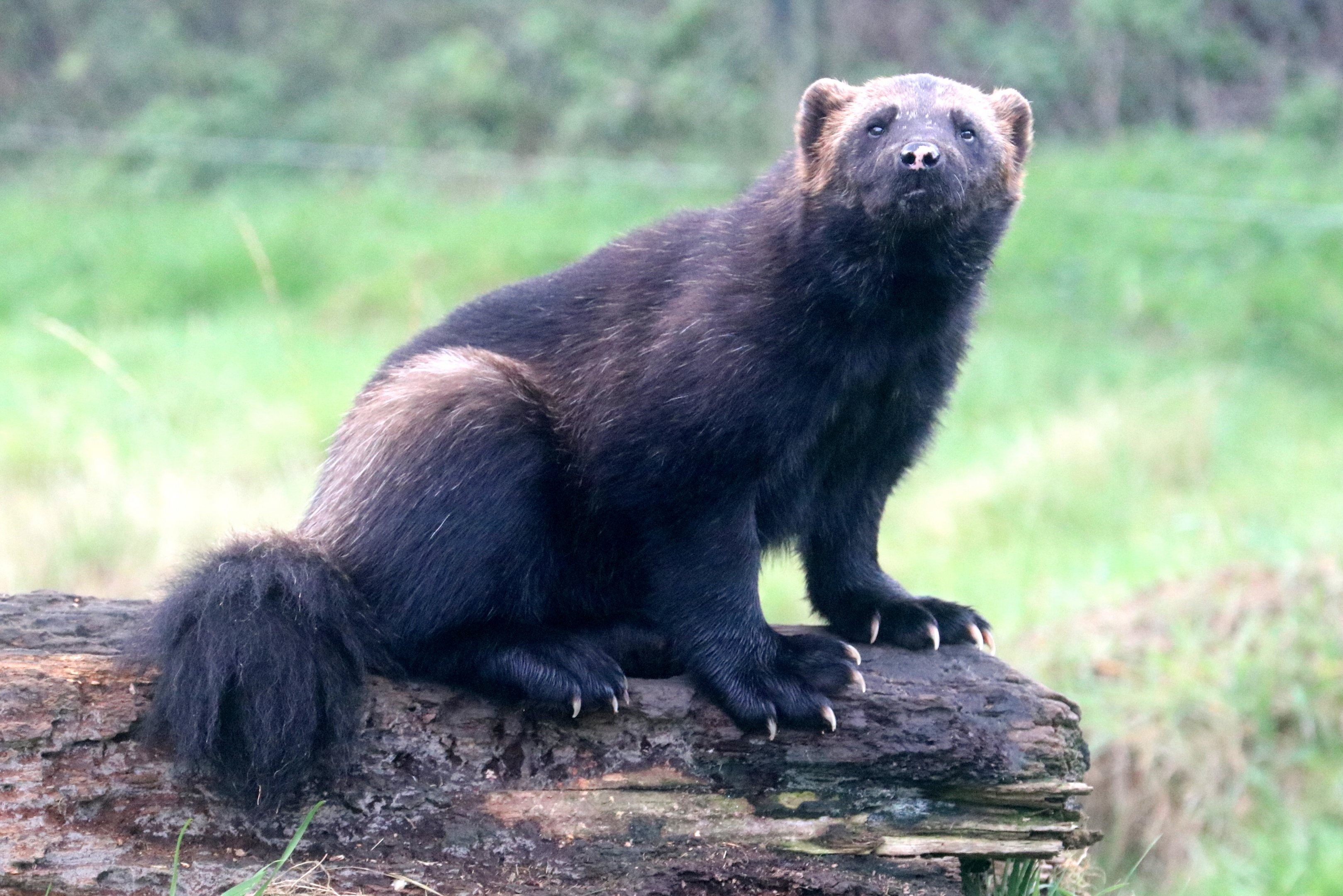 Wolverine; Whipsnade; 16th October 2021