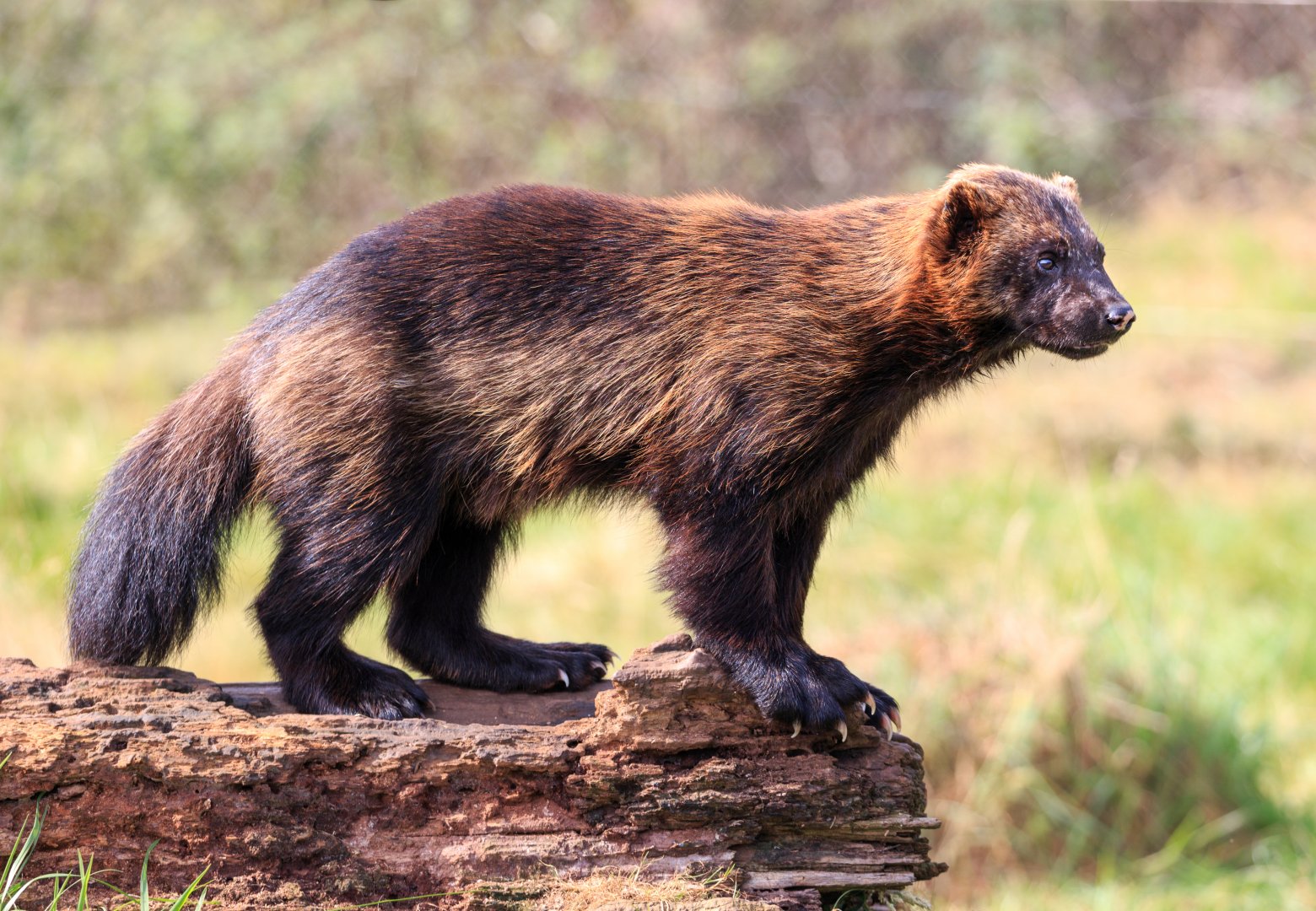Wolverine  / Whipsnade / 17-9-21