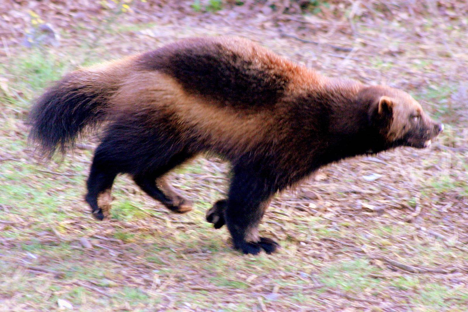 Wolverine; Whipsnade; 20th March 2015