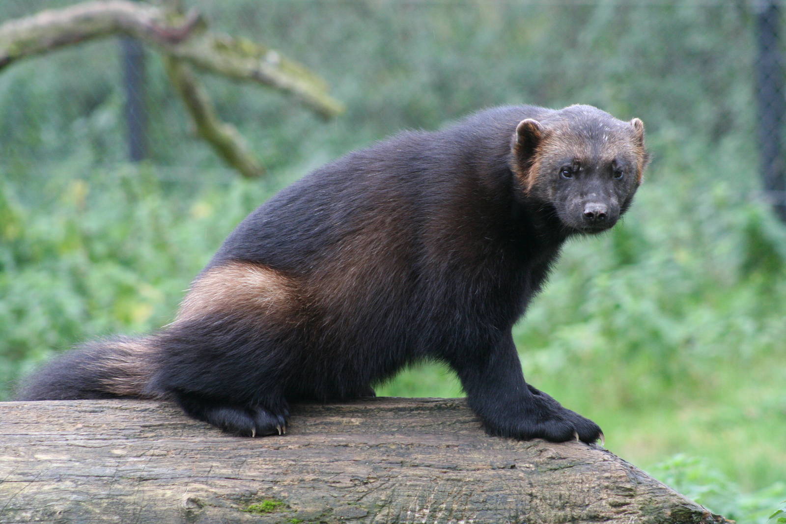 Wolverine @ Whipsnade 22.10.2014