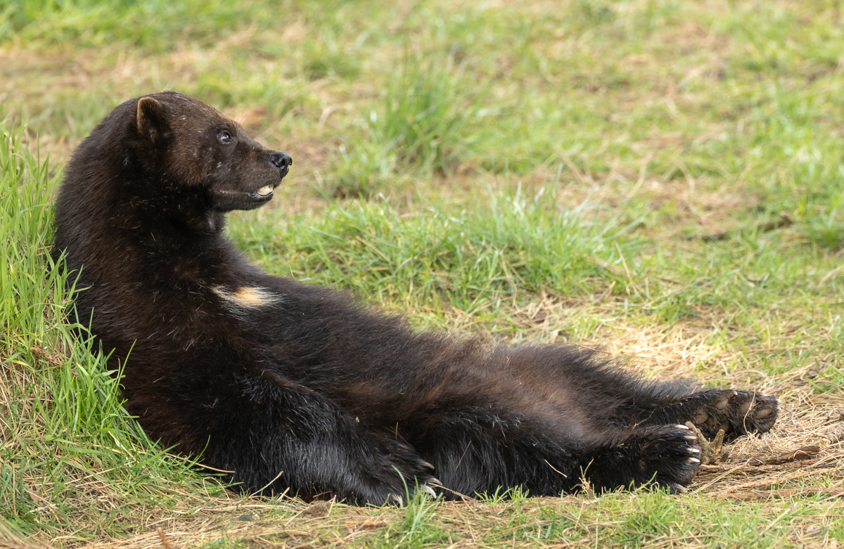 Wolverine : Whipsnade : 22 Mar 2025