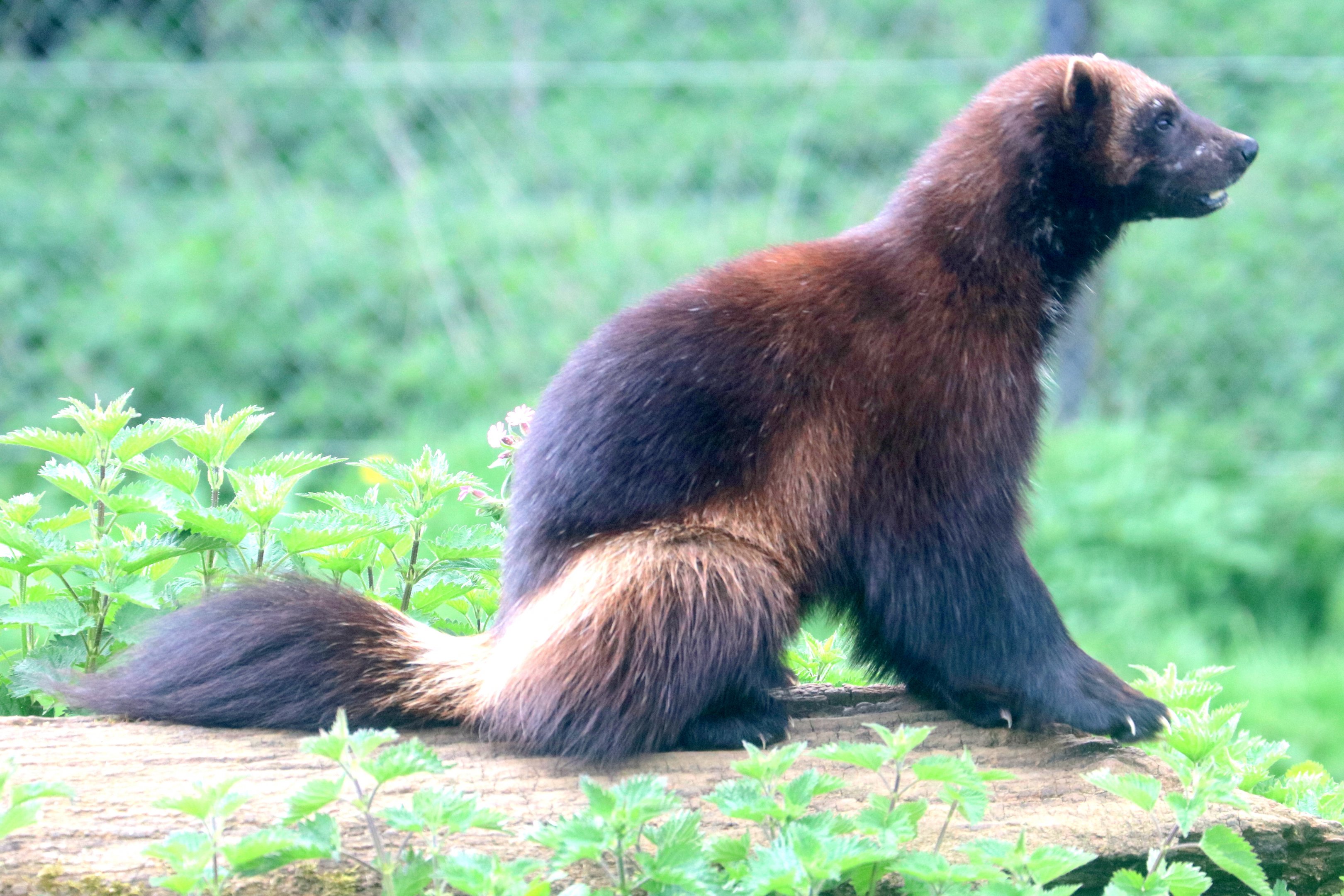 Wolverine; Whipsnade; 23rd April 2019