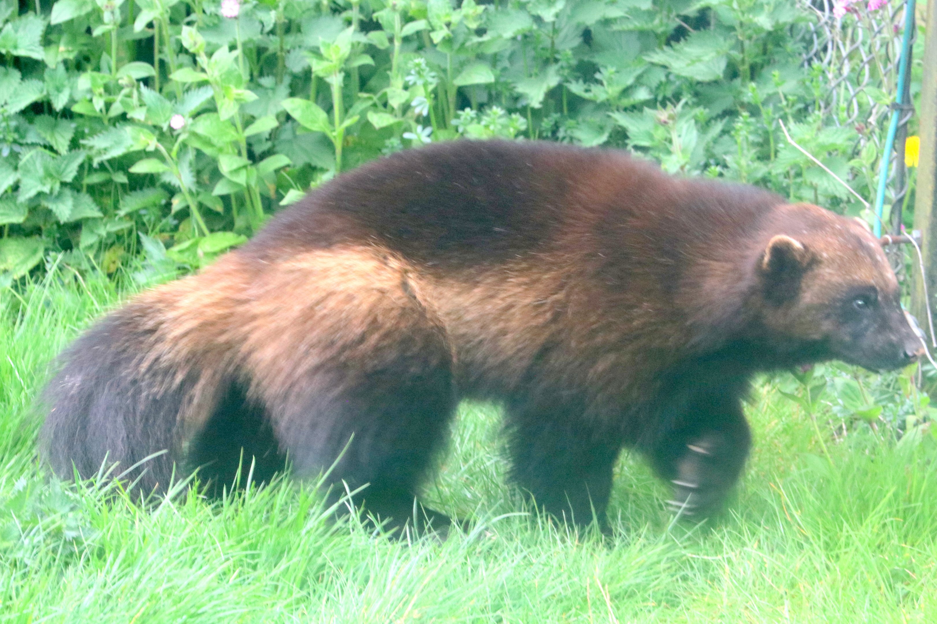 Wolverine; Whipsnade; 23rd April 2019