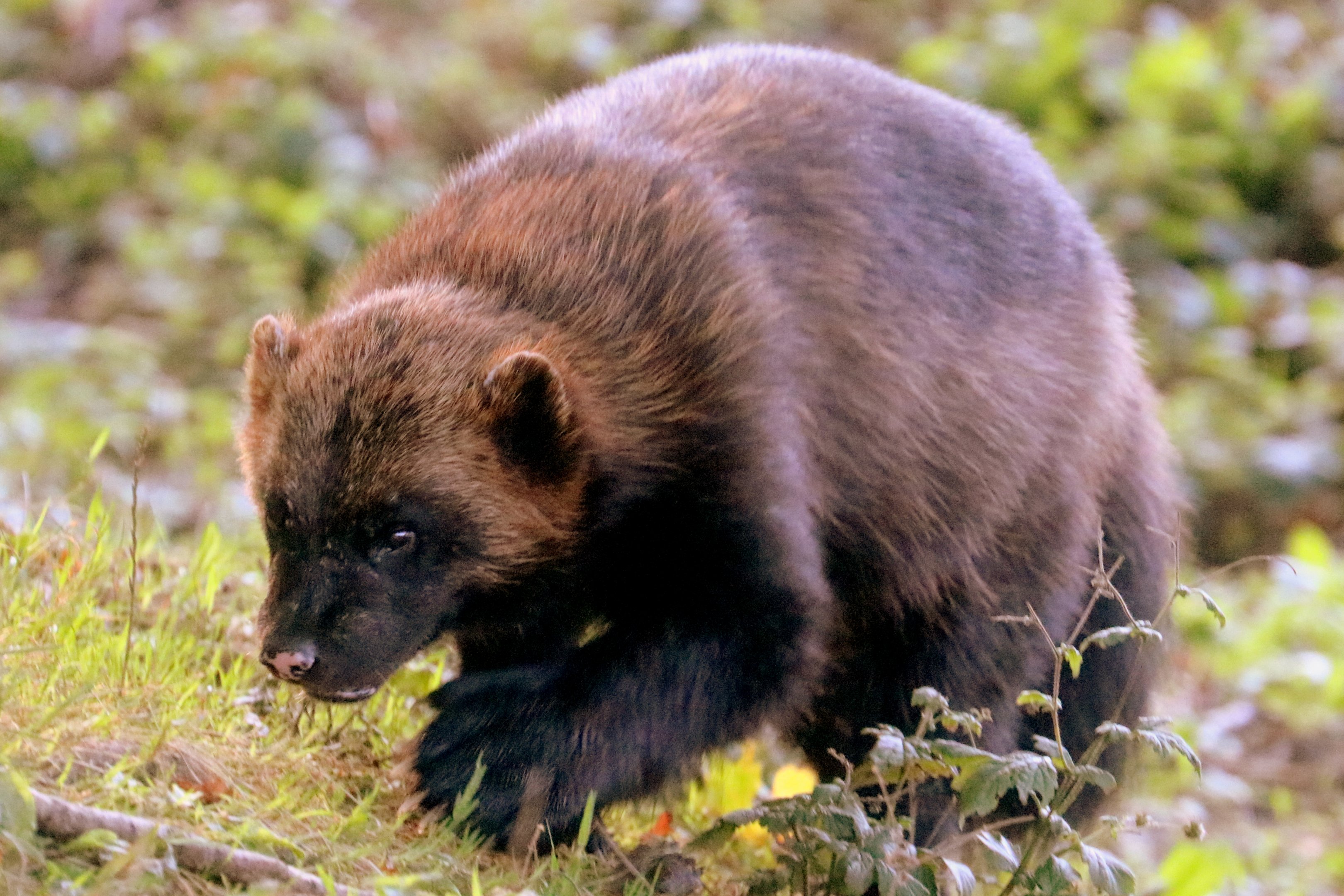 Wolverine; Whipsnade; 2nd October 2019