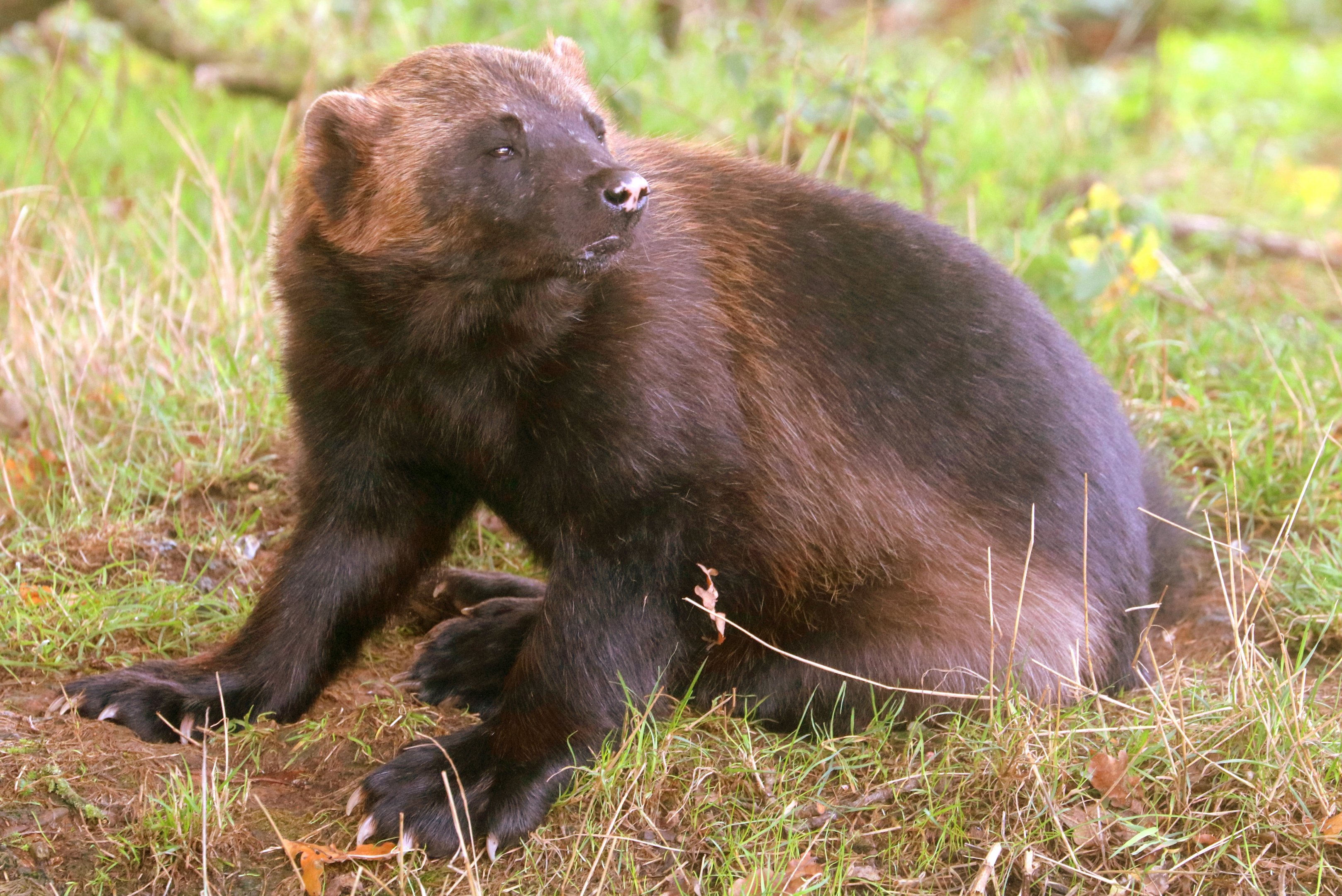 Wolverine; Whipsnade; 2nd October 2019