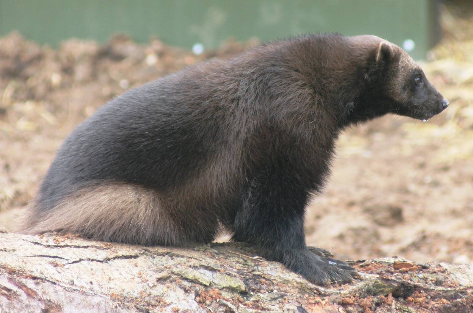 Wolverine; Whipsnade; 3rd April 2010