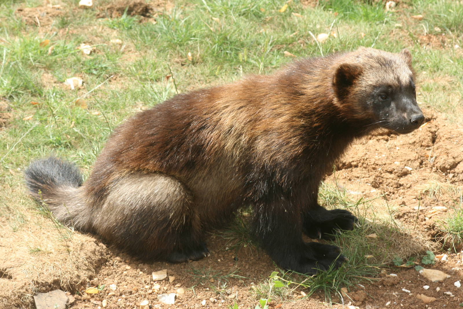 Wolverine; Whipsnade; 3rd July 2010