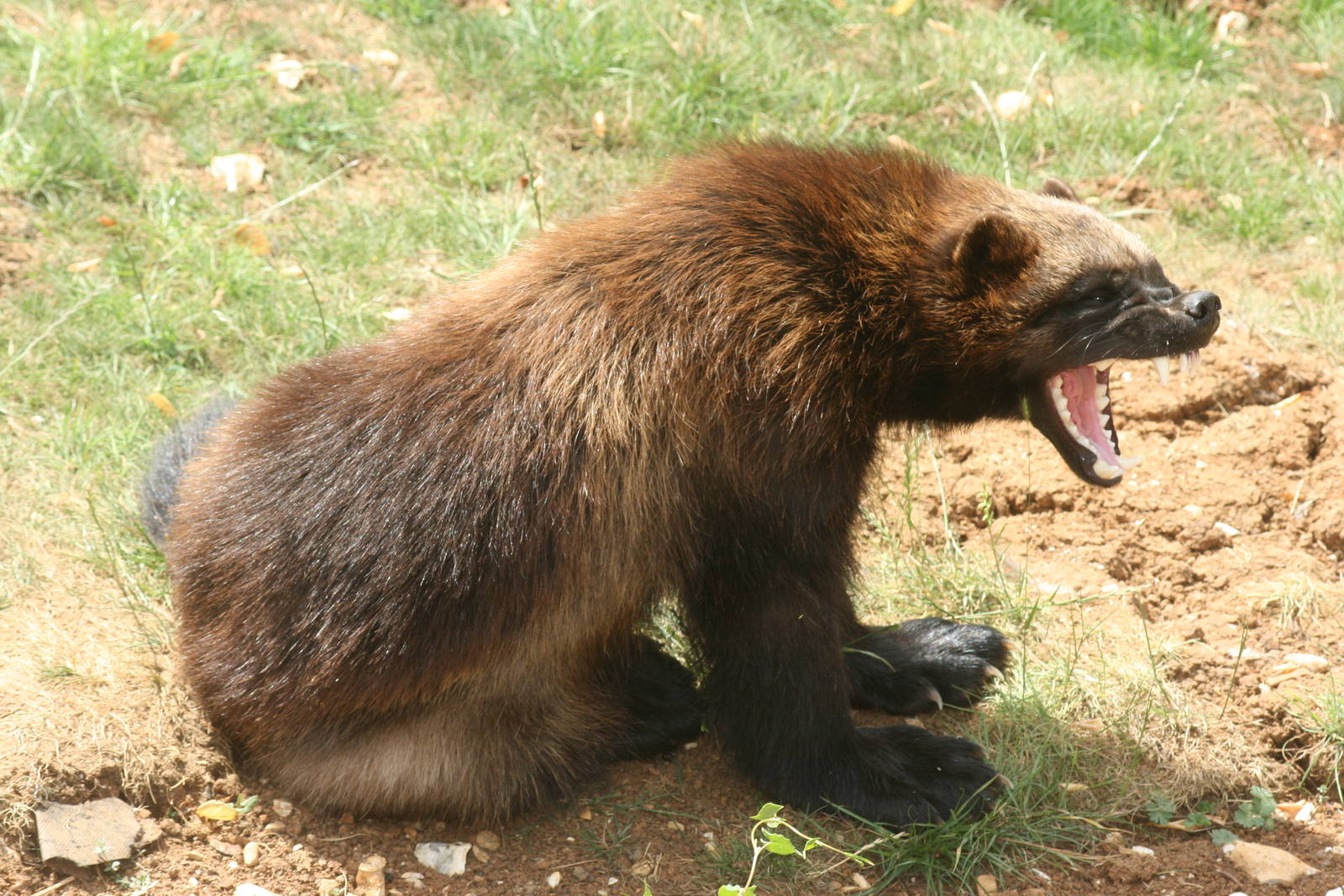 Wolverine; Whipsnade; 3rd July 2010