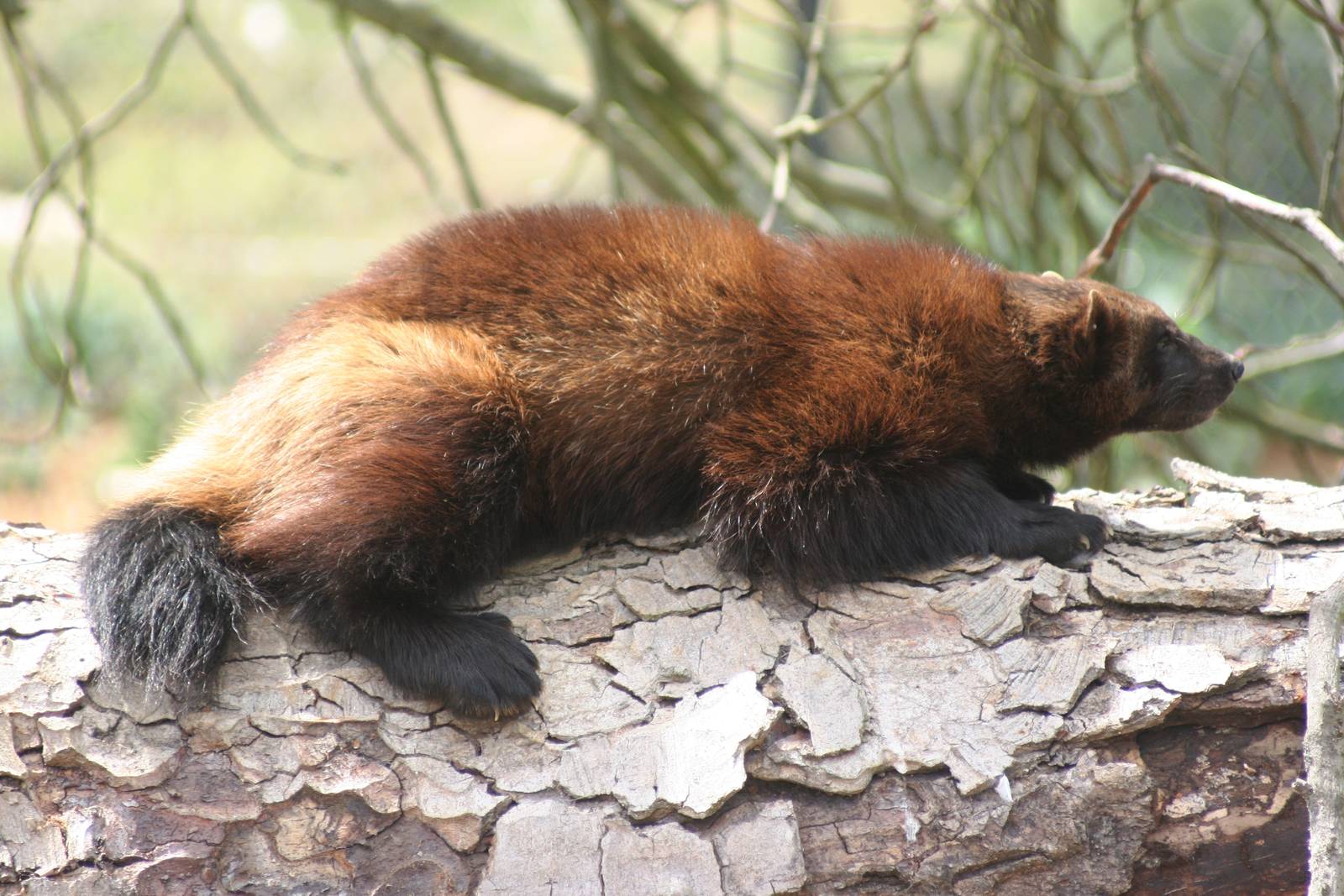 Wolverine; Whipsnade; 3rd July 2010