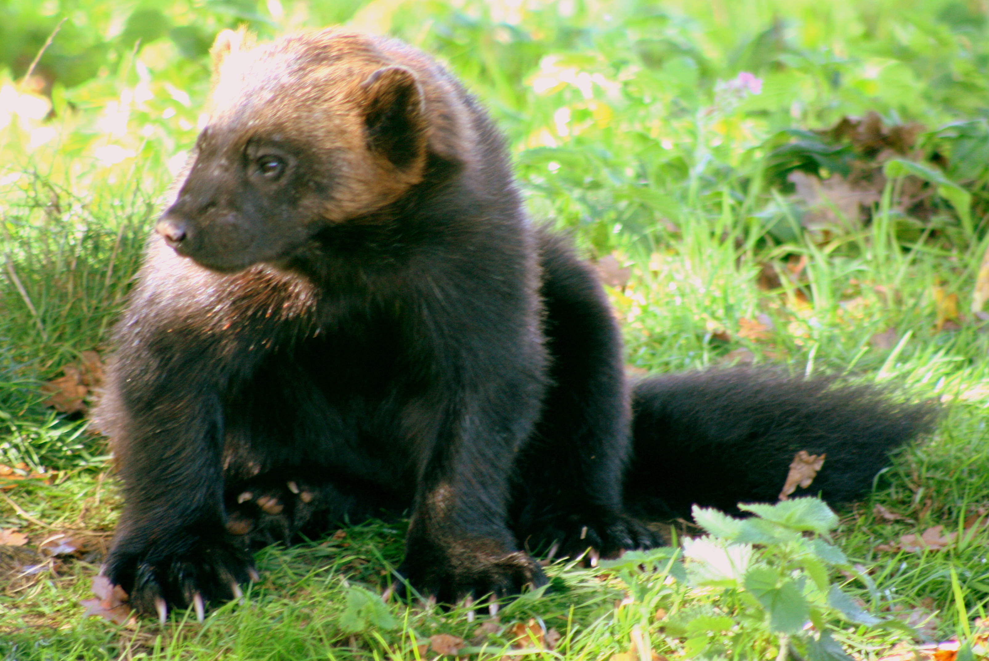 Wolverine; Whipsnade; 6th October 2017