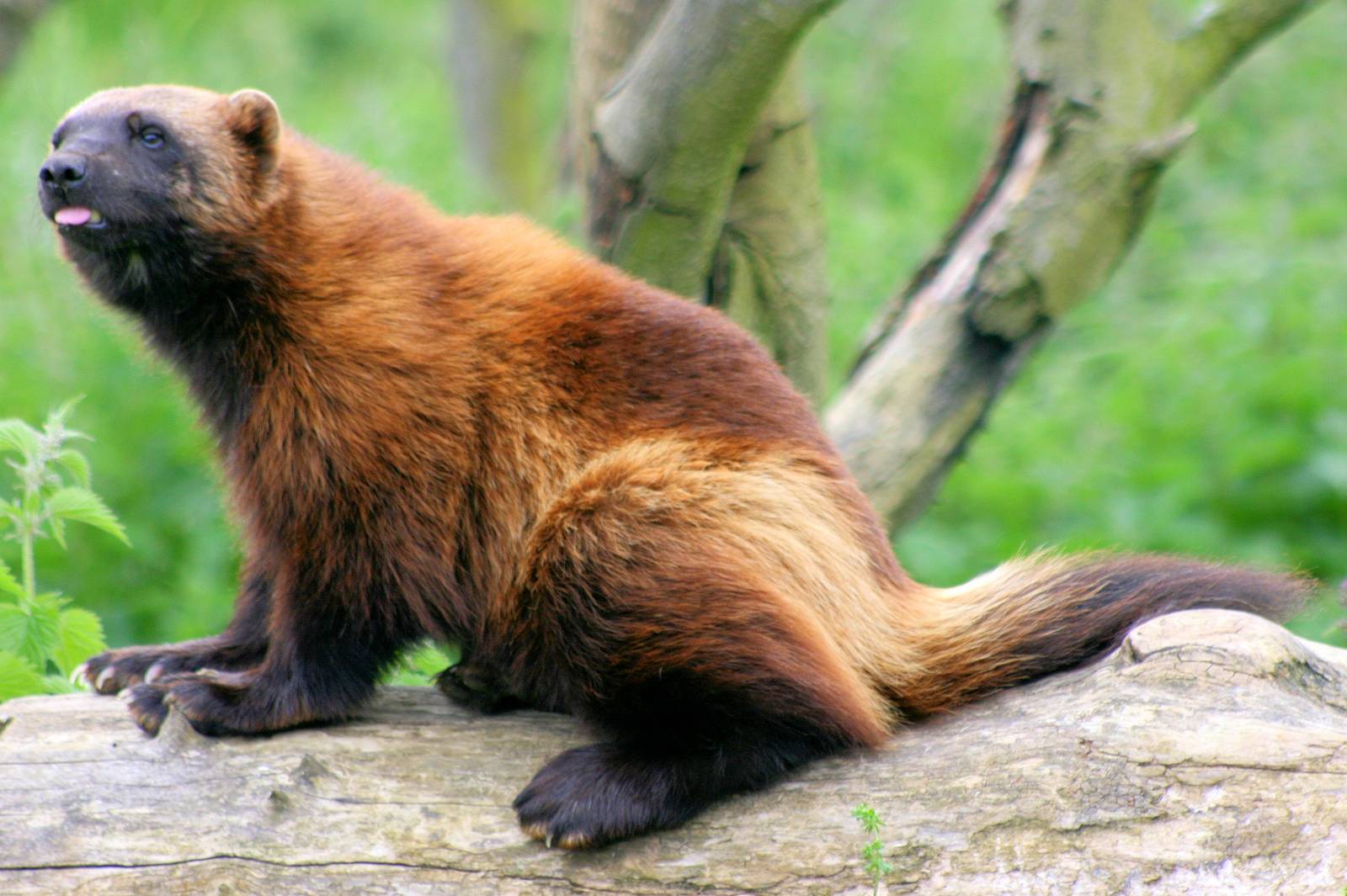 Wolverine; Whipsnade; 8th June 2013