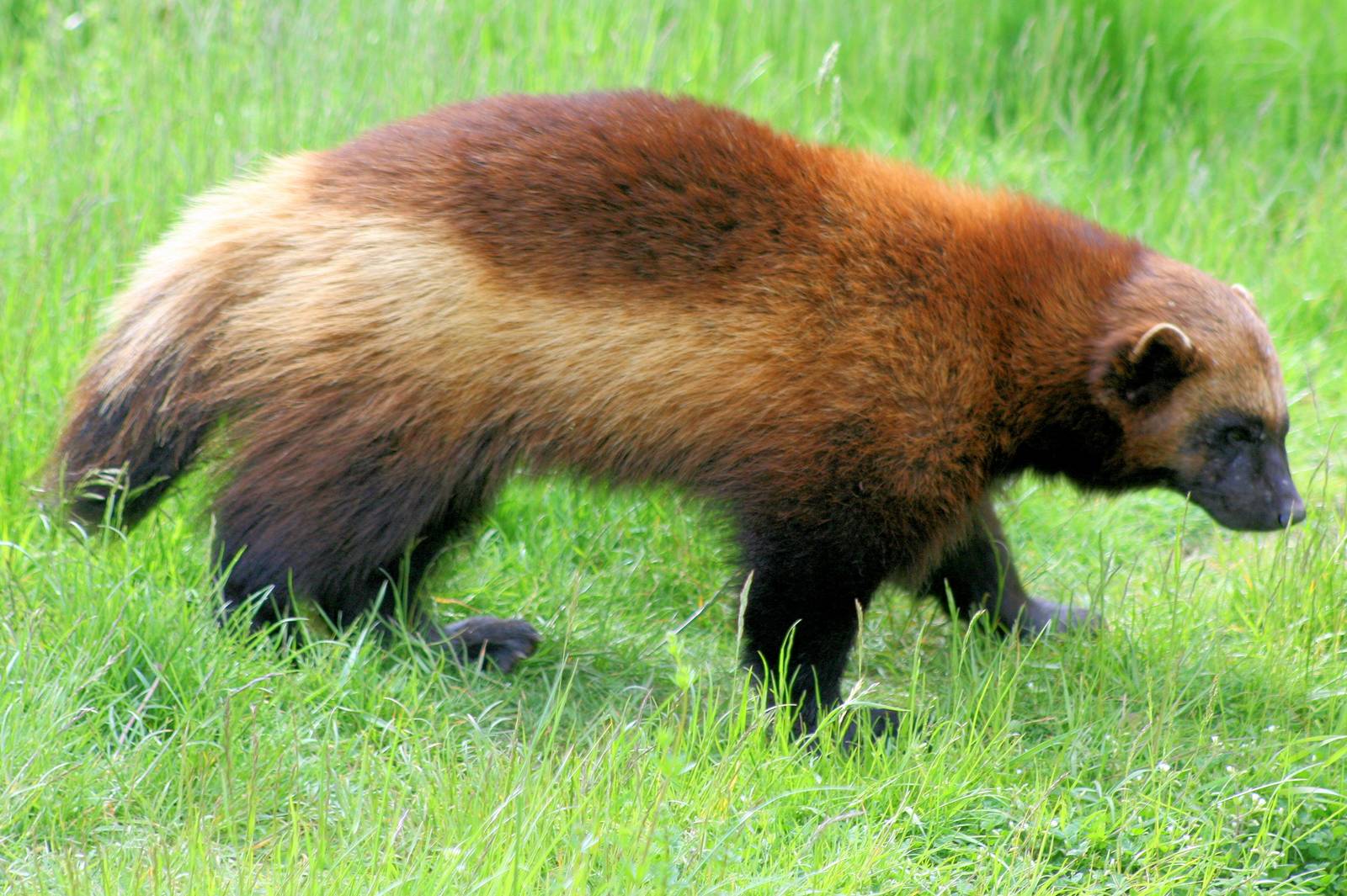 Wolverine; Whipsnade; 8th June 2013