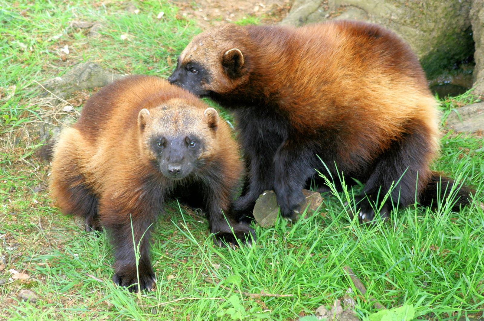 Wolverine; Whipsnade; 8th June 2013