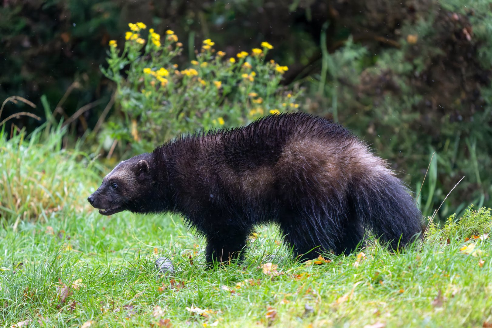 Wolverine, ZSL, Whipsnade, UK