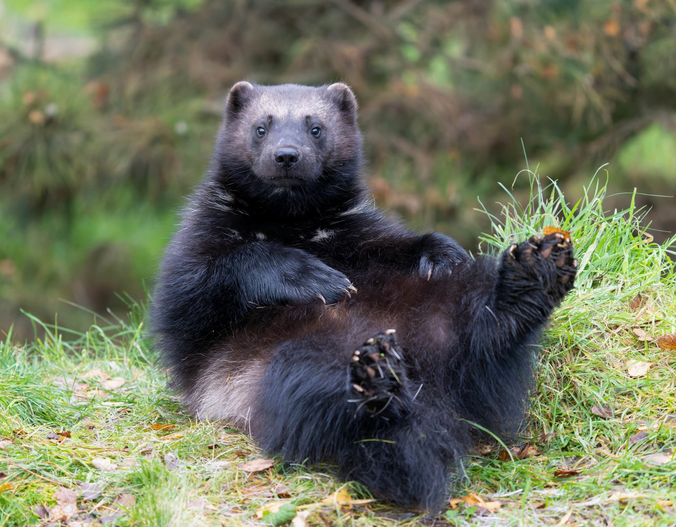 Wolverine, ZSL Whipsnade, UK