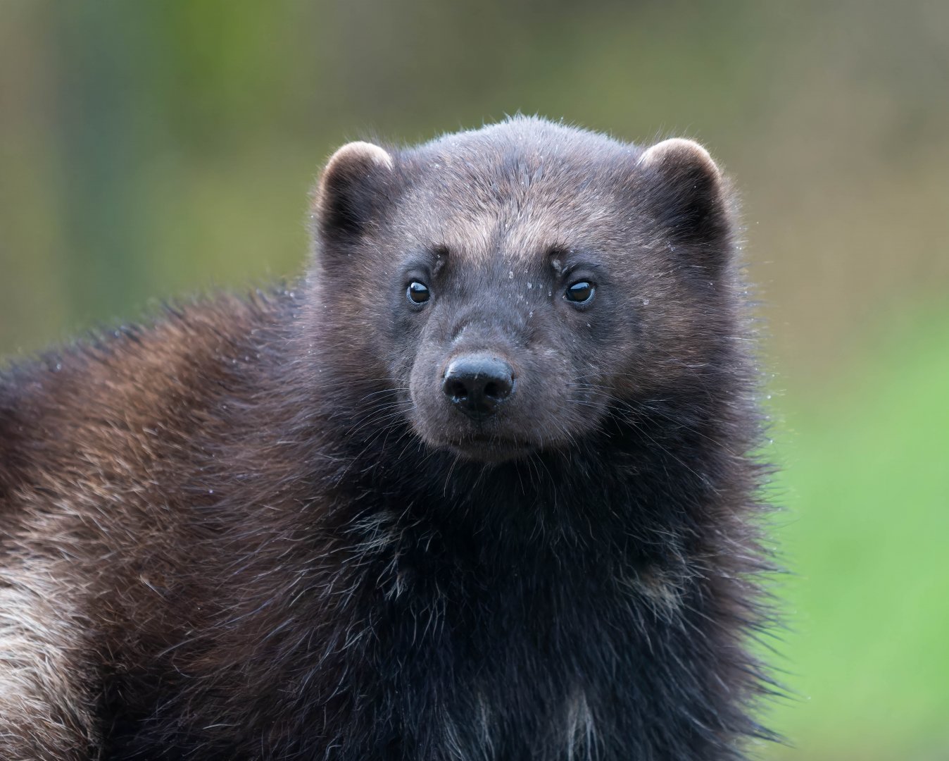 Wolverine, ZSL Whipsnade, UK