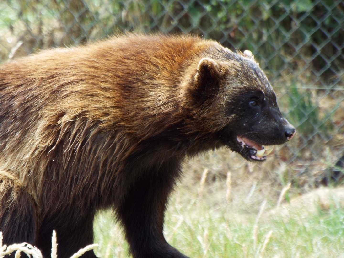 Wolverine, ZSL Whipsnade