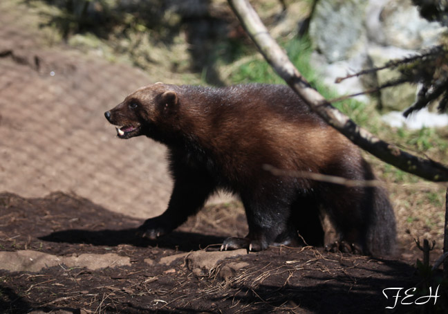 wolverine