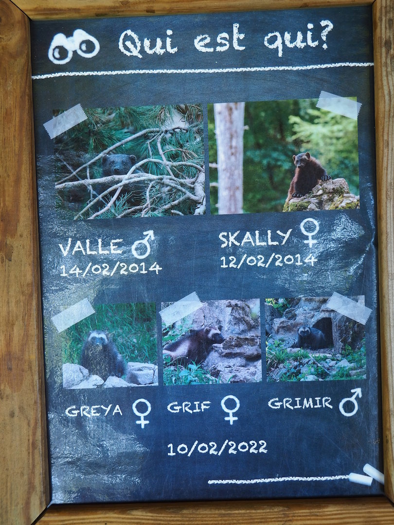 Wolverines at Han signage, 2023-09-26