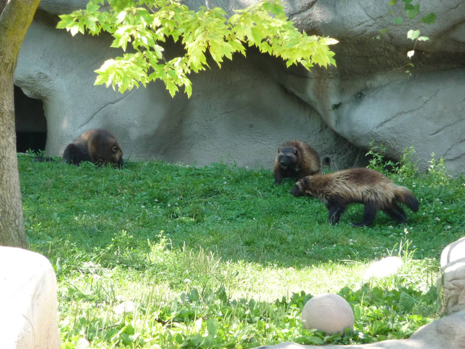 Wolverines - Detroit Zoo