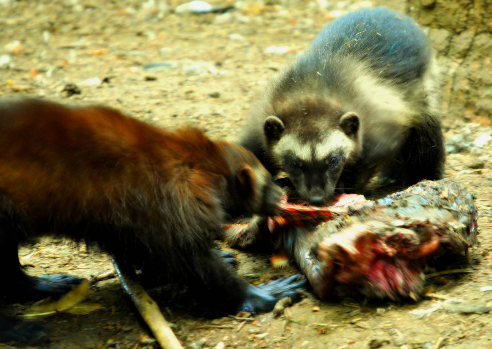 WOLVERINES FEEDING