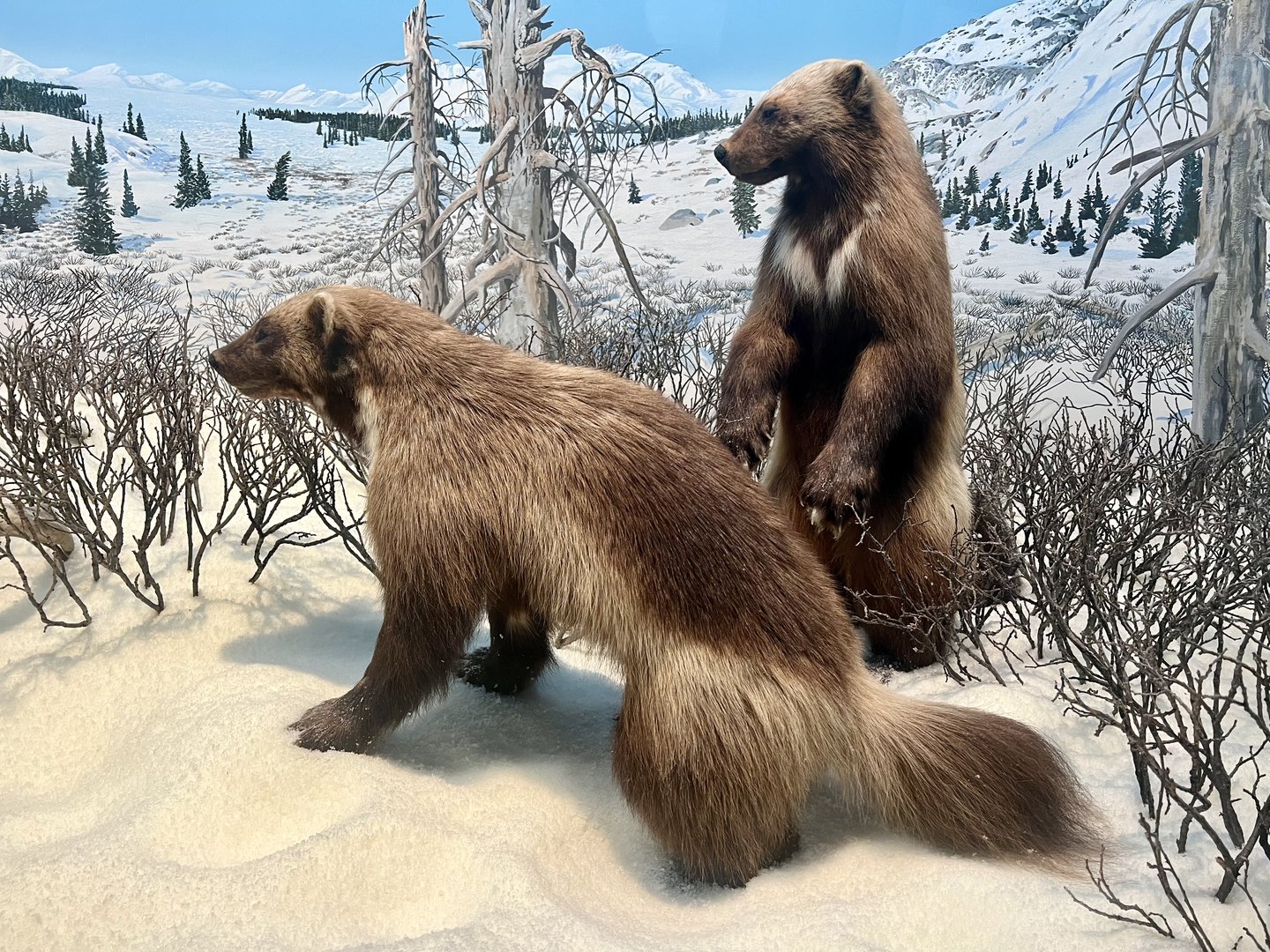 Wolverines
