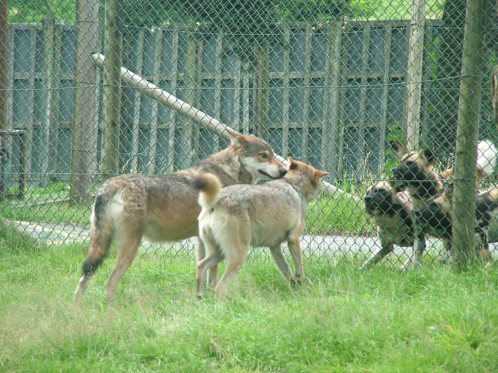 Wolves and African Wild Dogs at West Midland Safari Park