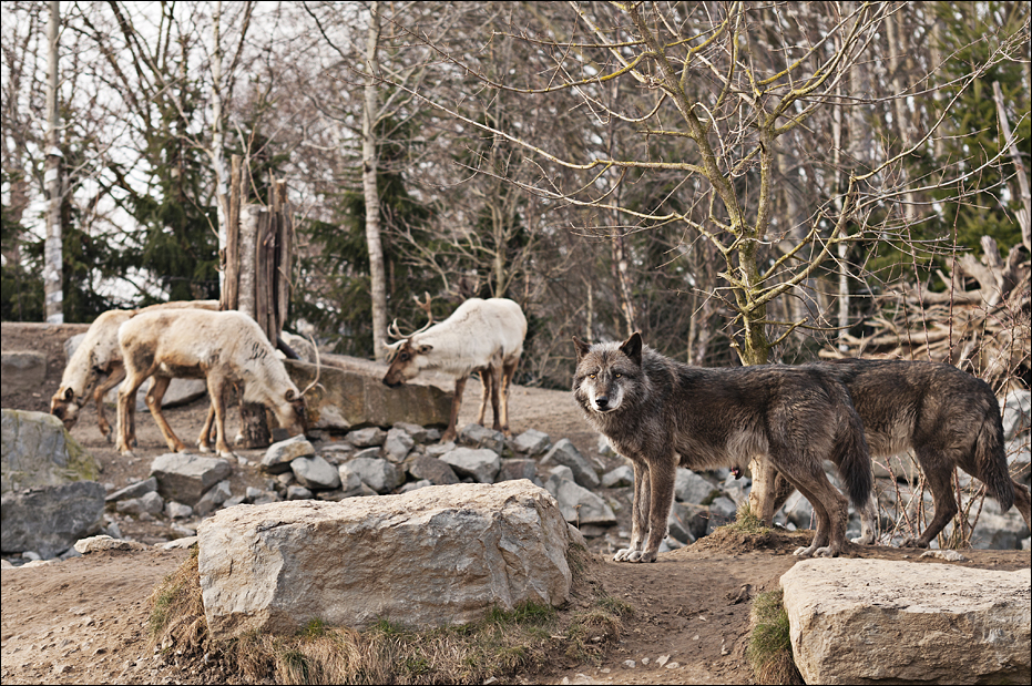 Wolves and Caribou at Hannover