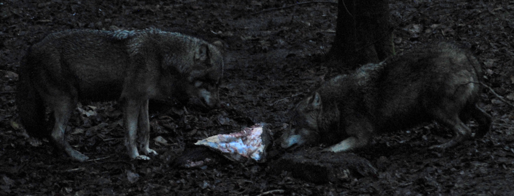 Wolves and Meat - 2021