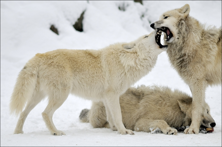Wolves at Berlin Zoo