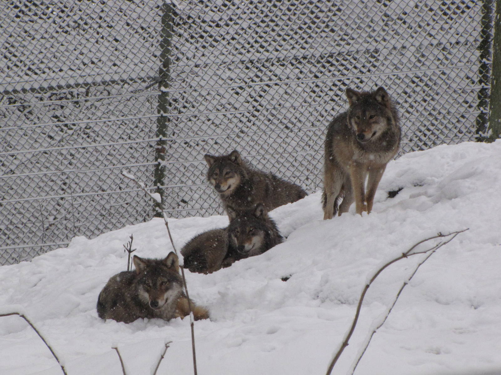 Wolves at Skansen