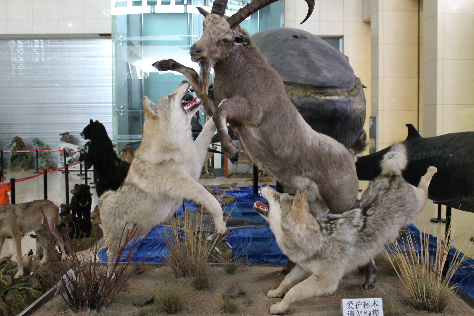 wolves attacking ibex