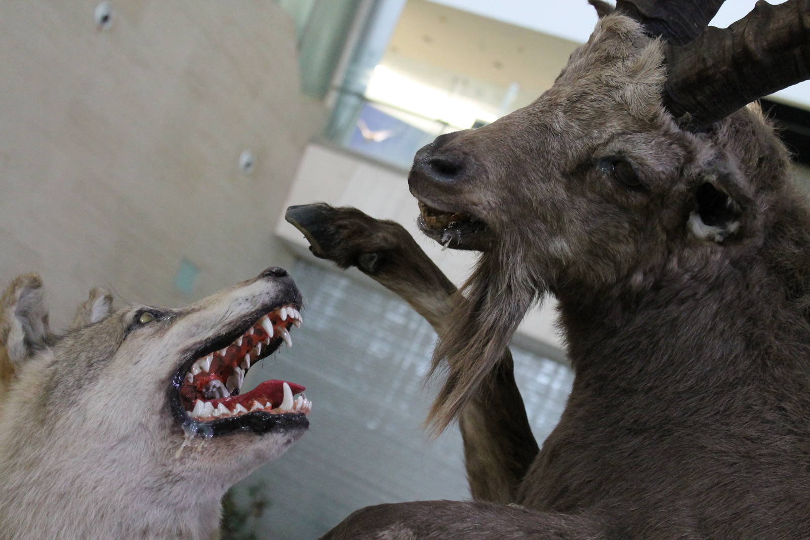 wolves attacking ibex