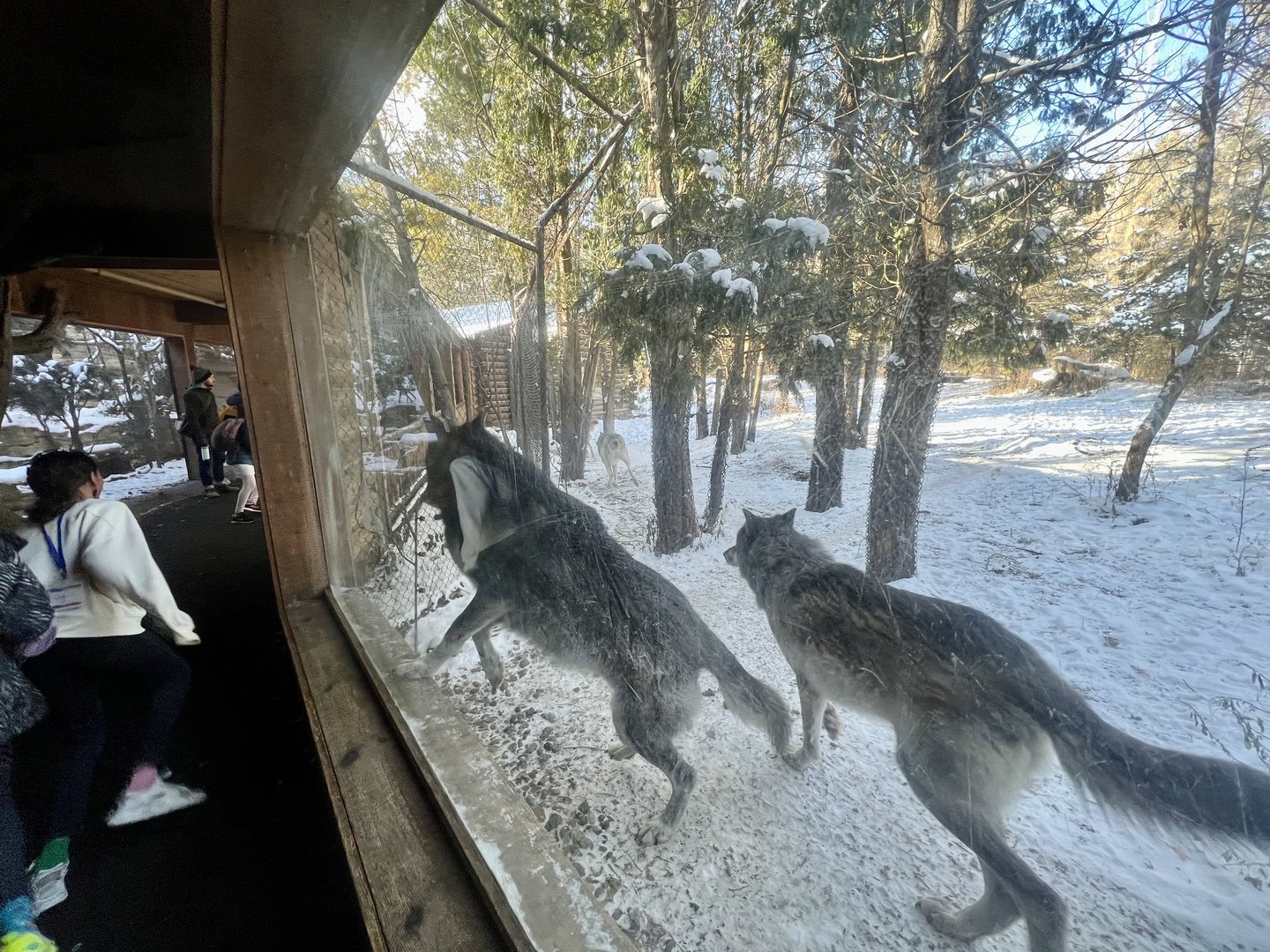 Wolves chasing children