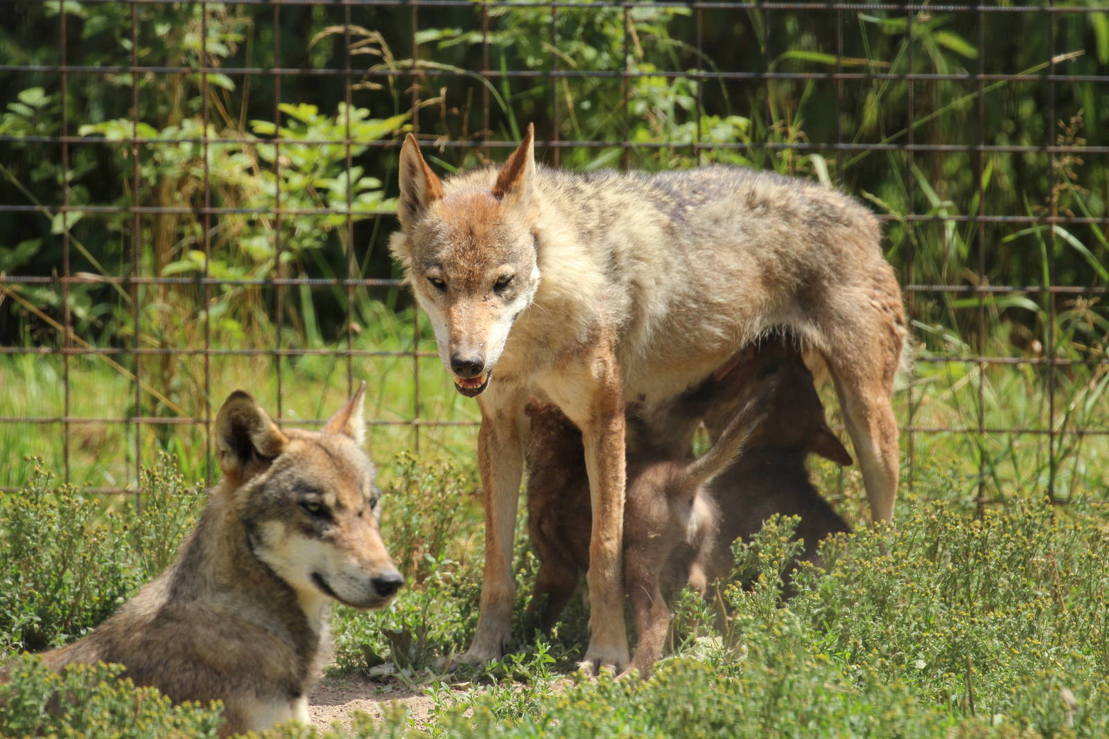 Wolves, Dvorec Zoo