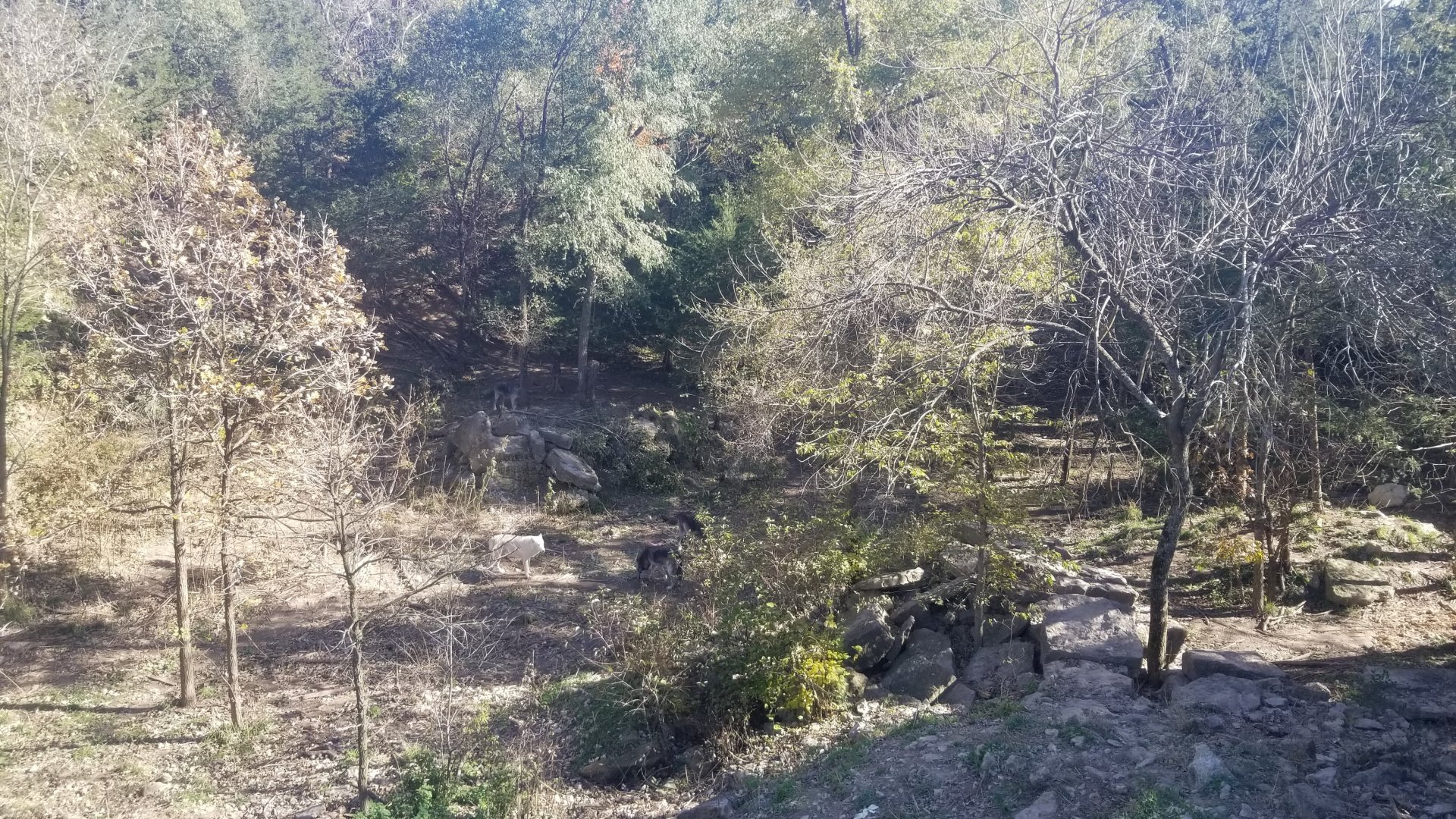 Wolves eating marrow bones