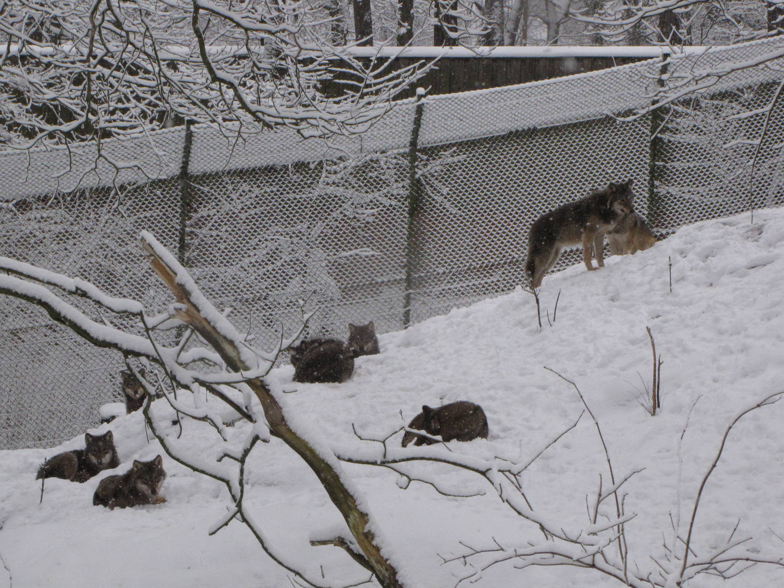 Wolves enclosure at Skansen