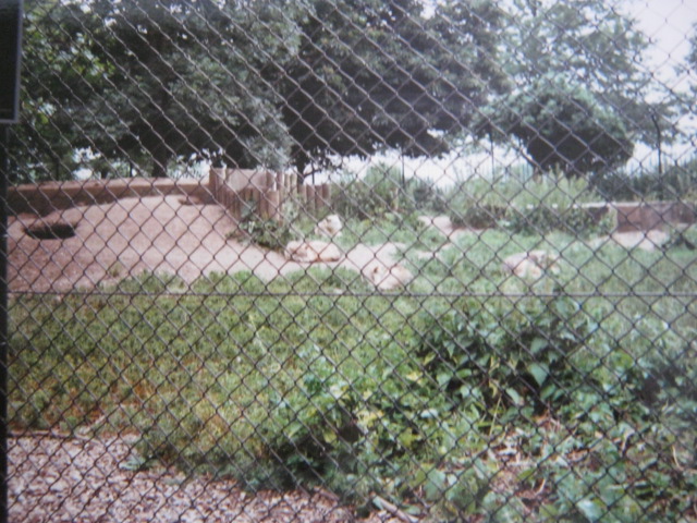 Wolves enclosure on the Regent`s Park perimeter.