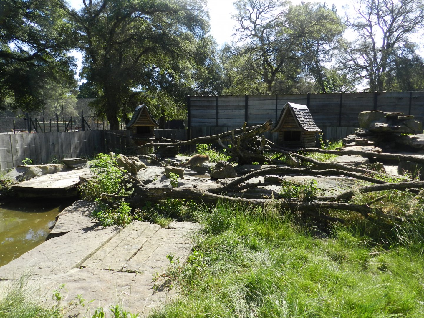 Wolves enclosure