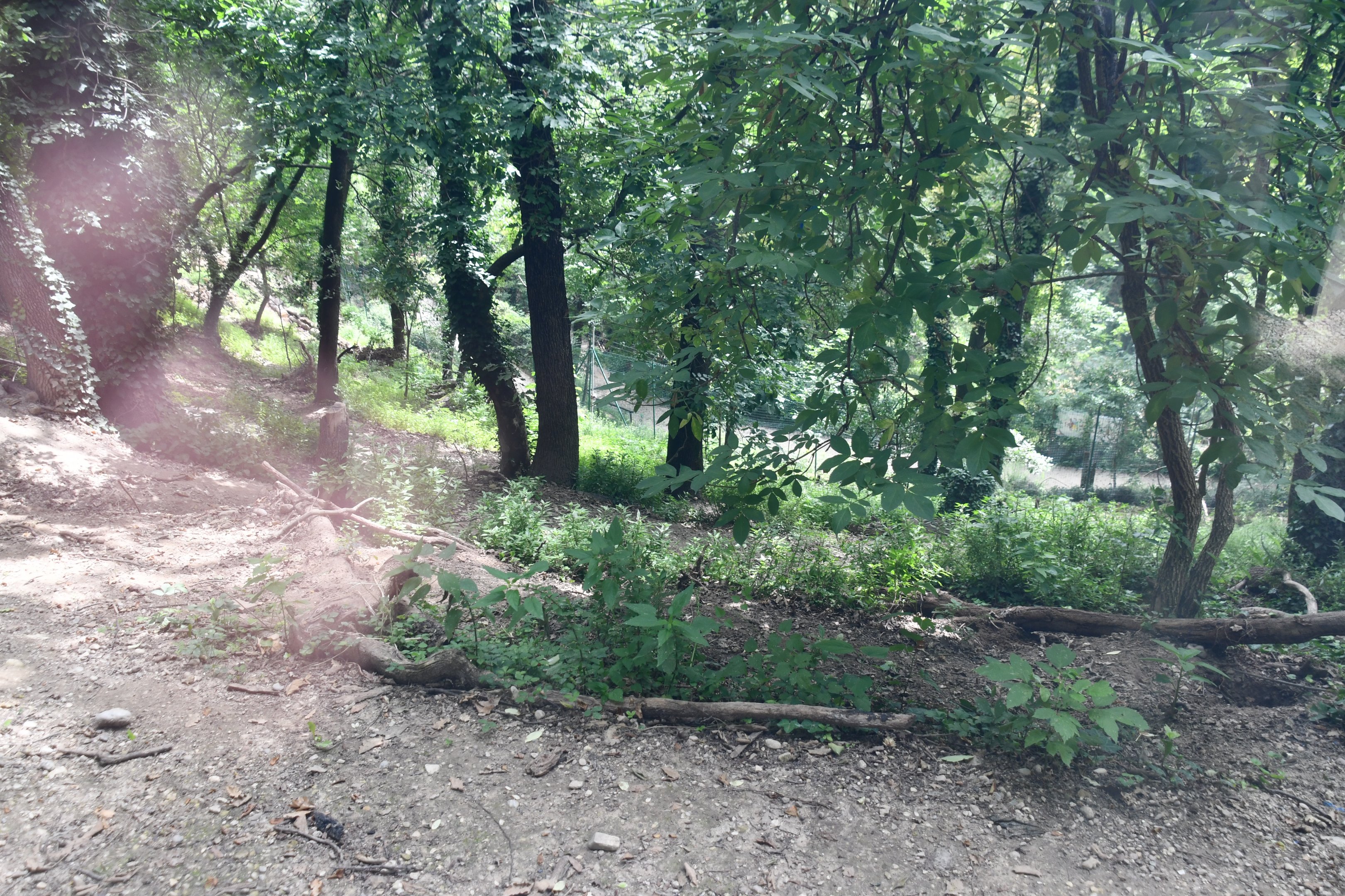 Wolves exhibit (view from above)