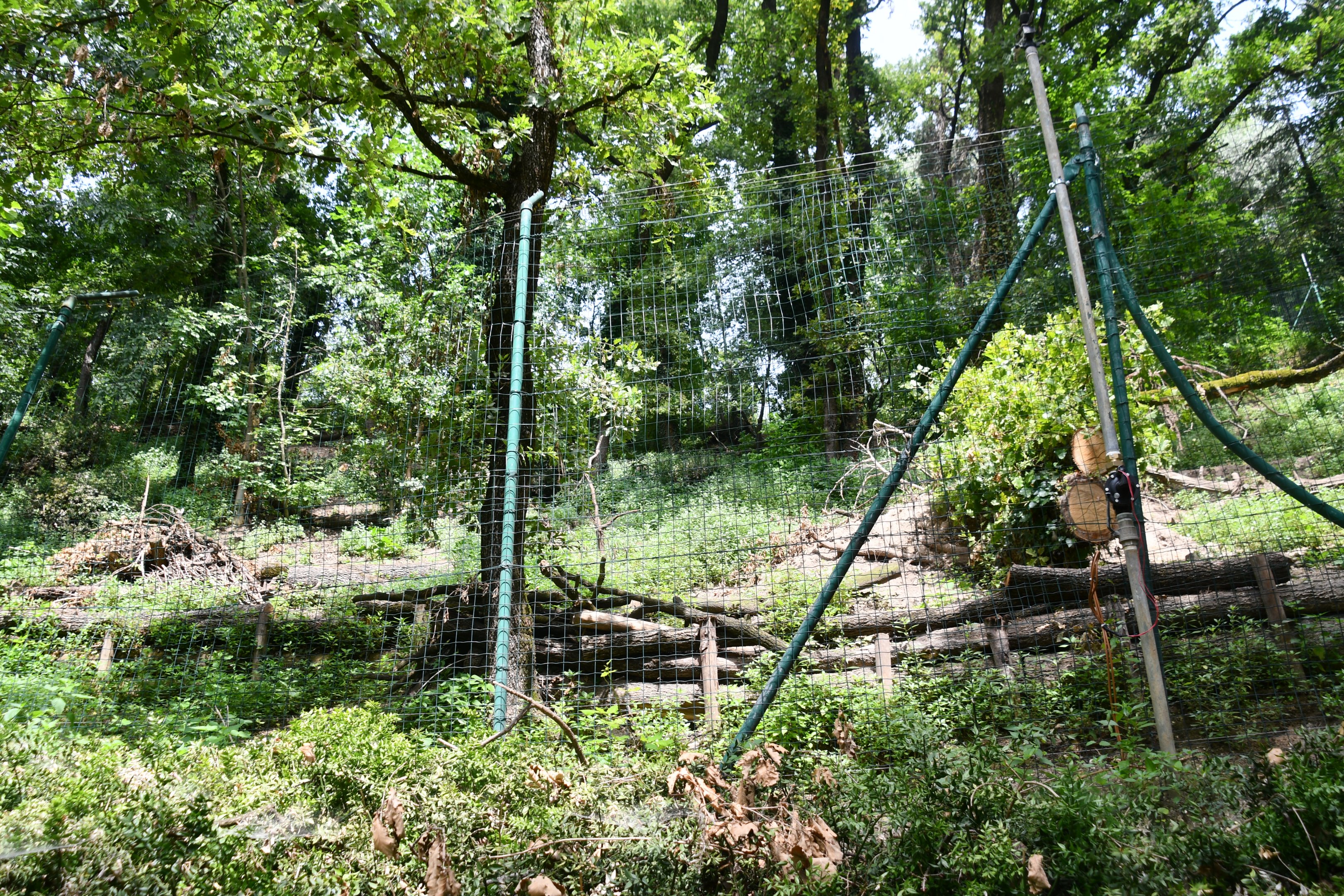 Wolves exhibit (view from below)